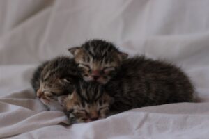 Чому не можна забирати від мами-кішки кошенят до трьох місяців?