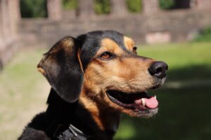 Чим обробити рану собаці, як лікувати?