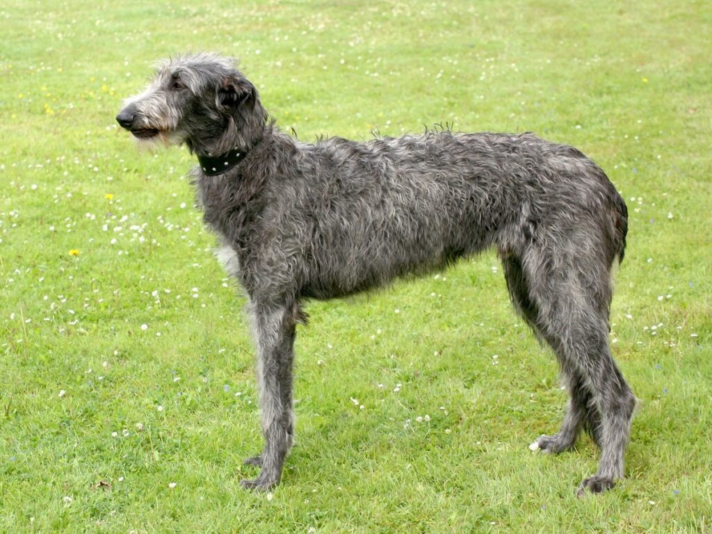 Дірхаунд (шотландський оленячий хорт).