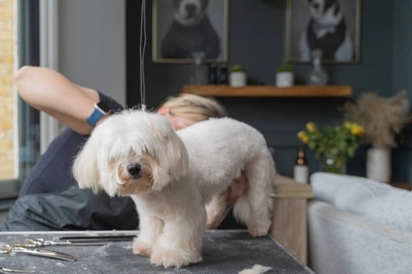 Догляд за болонками