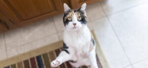 Дресирування кішок.