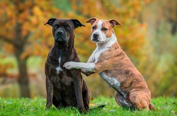 Фото пітбуля і стаффа