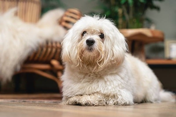 Гаванський бішон