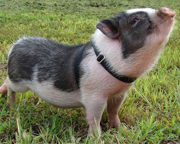 Геттінгенський мініпіг