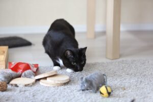 Ігри з кішками. Найпопулярніші запитання зоопсихологу.