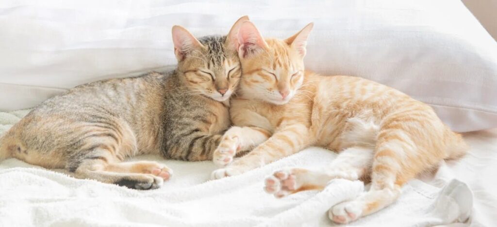 Ієрархія домашніх кішок і боротьба за територію.