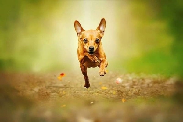 Історія породи