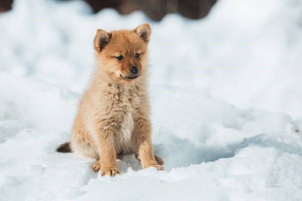 Карело-фінська лайка