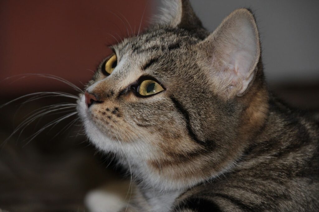 Кіт не може сходити в туалет?