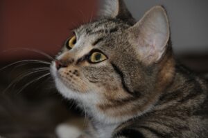 Кіт не може сходити в туалет?