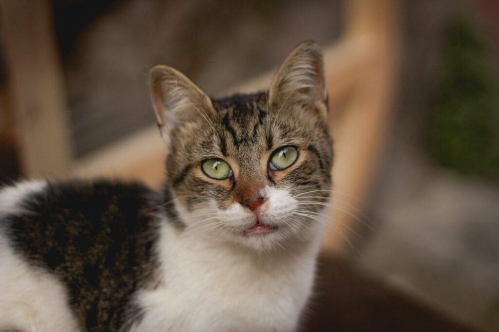Коли можна знехтувати стресом у кішки?