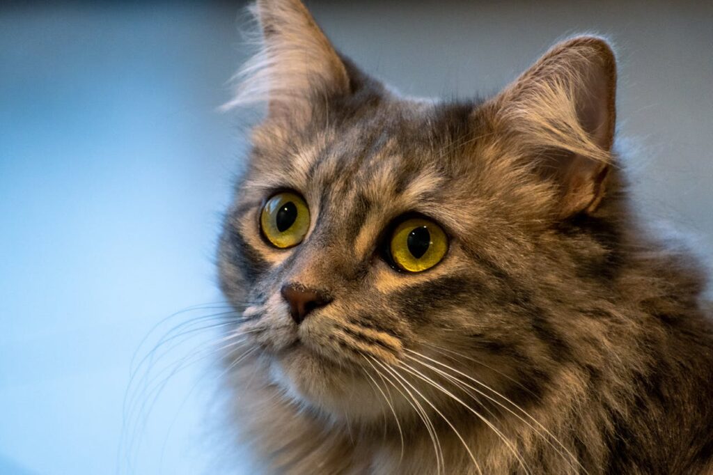 Коли потрібна консультація зоопсихолога?