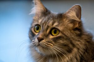 Коли потрібна консультація зоопсихолога?