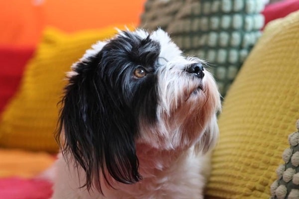 Котон-де-тулеар