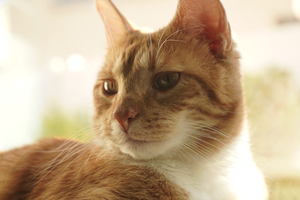 Кров у калі у кішки — причини та лікування.