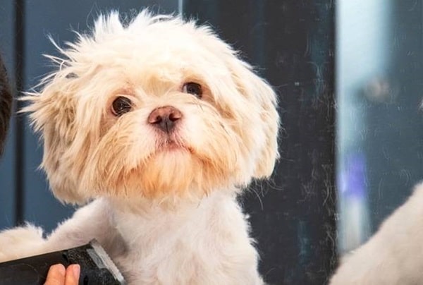 Мальтійська болонка