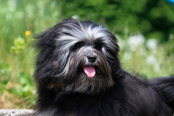 Малий левовий собака