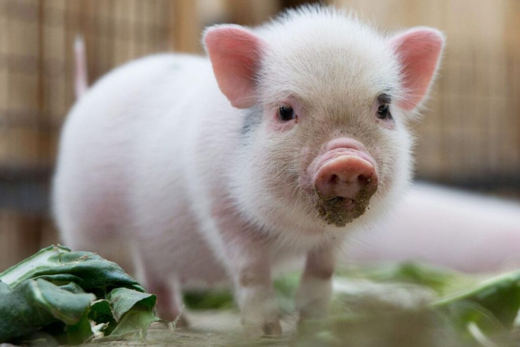 Мініпіги, або карликові свинки — чому варто завести і як утримувати?