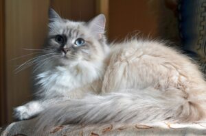 Невська маскарадна кішка.