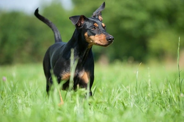 Німецький пінчер