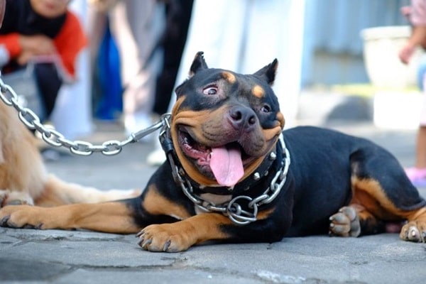 Офіційне визнання породи