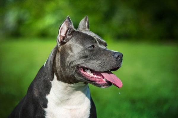 Опис Американського стаффордширського тер'єра