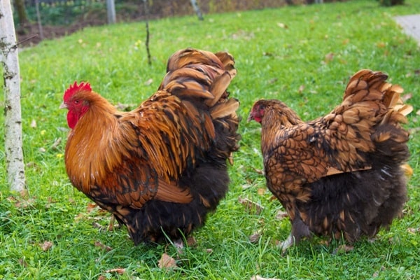 «Орпінгтон»