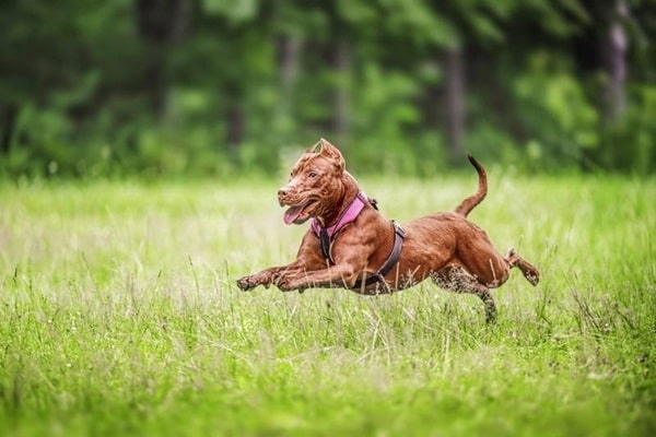 Основні характеристики породи