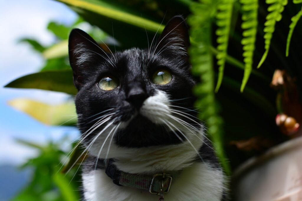 Основні хвороби кішок і котів.