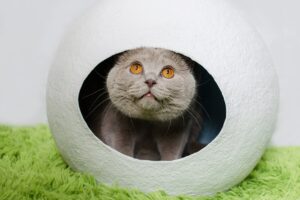 Особистий простір вашої кішки: чому це важливо?