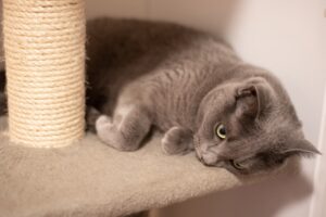 Отруєння у кішки.