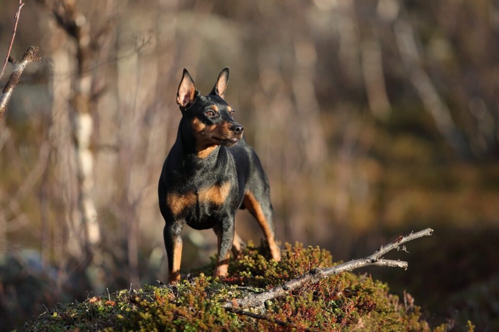 Пінчери — всі породи собак цього виду з фото і назвами.