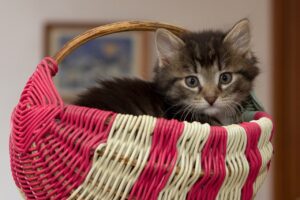 Принципи харчування кошенят із чутливим травленням.