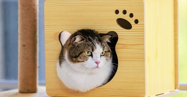 Привчання кішки до будиночка