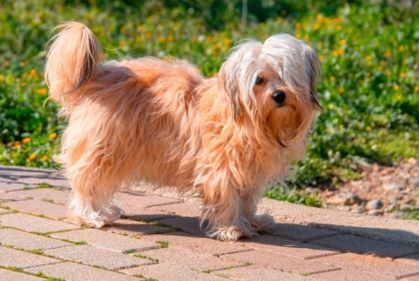 Російська кольорова болонка