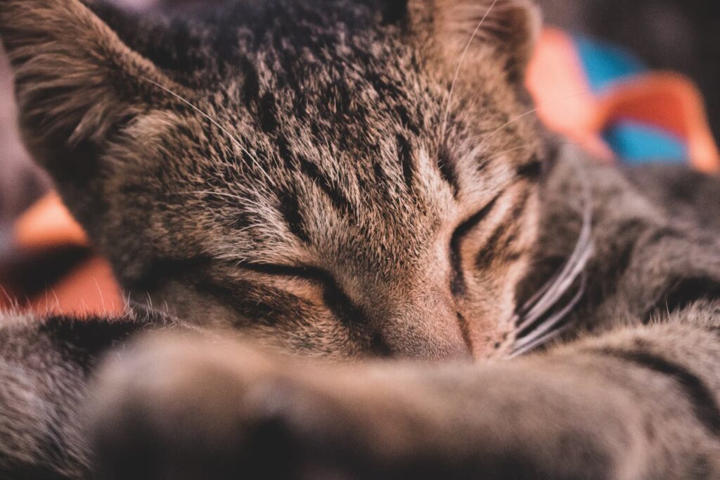 Сім речей, які мають значення для вашої кішки і не мають сенсу для вас.