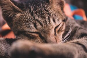 Сім речей, які мають значення для вашої кішки і не мають сенсу для вас.