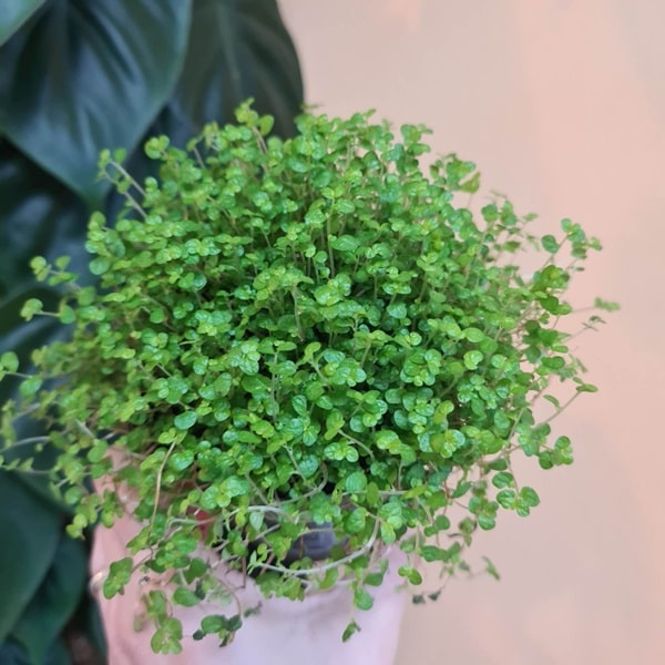 Солейролія