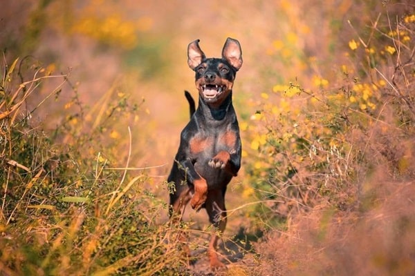 Цвергпінчер