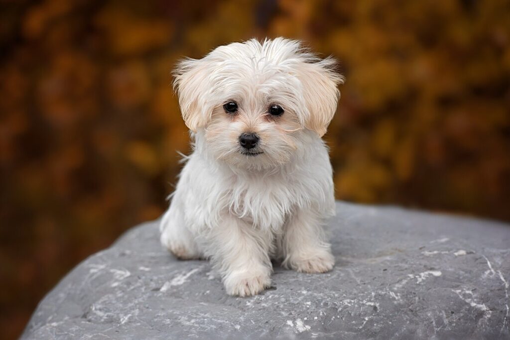 Усі види болонок — 7 порід із фото та назвами собак.