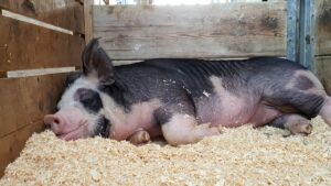 Утримання свиней влітку — як облаштувати літній будиночок для поросят?