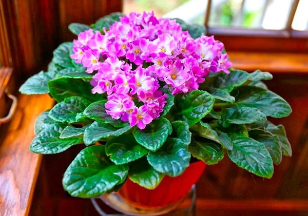 Узамбарська фіалка (сенполія)