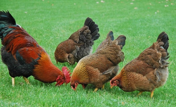 «Вельзумер»