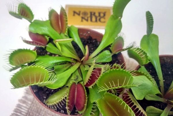 Венерина мухоловка