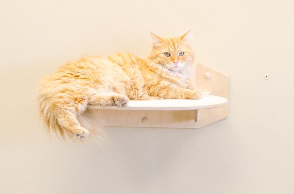 Вертикальна територія для котів. Облаштовуємо за наукою.