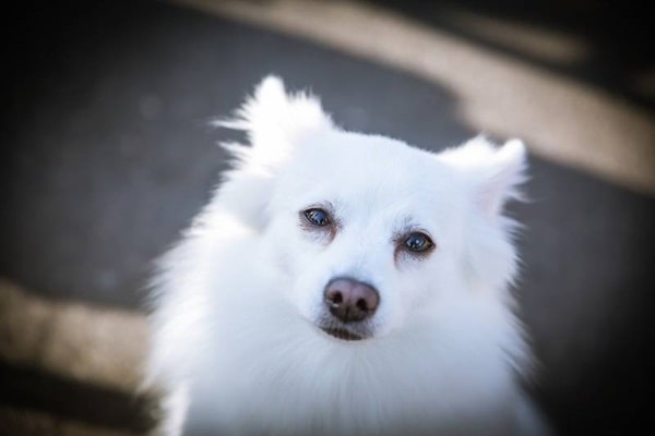 Вольпіно італьяно