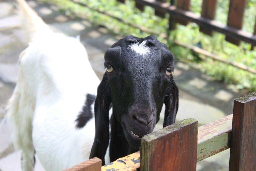 Як побудувати загін для вигулу кіз: літній вольєр своїми руками.