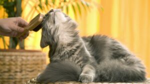 Як привчити кішку до вичісування шерсті?