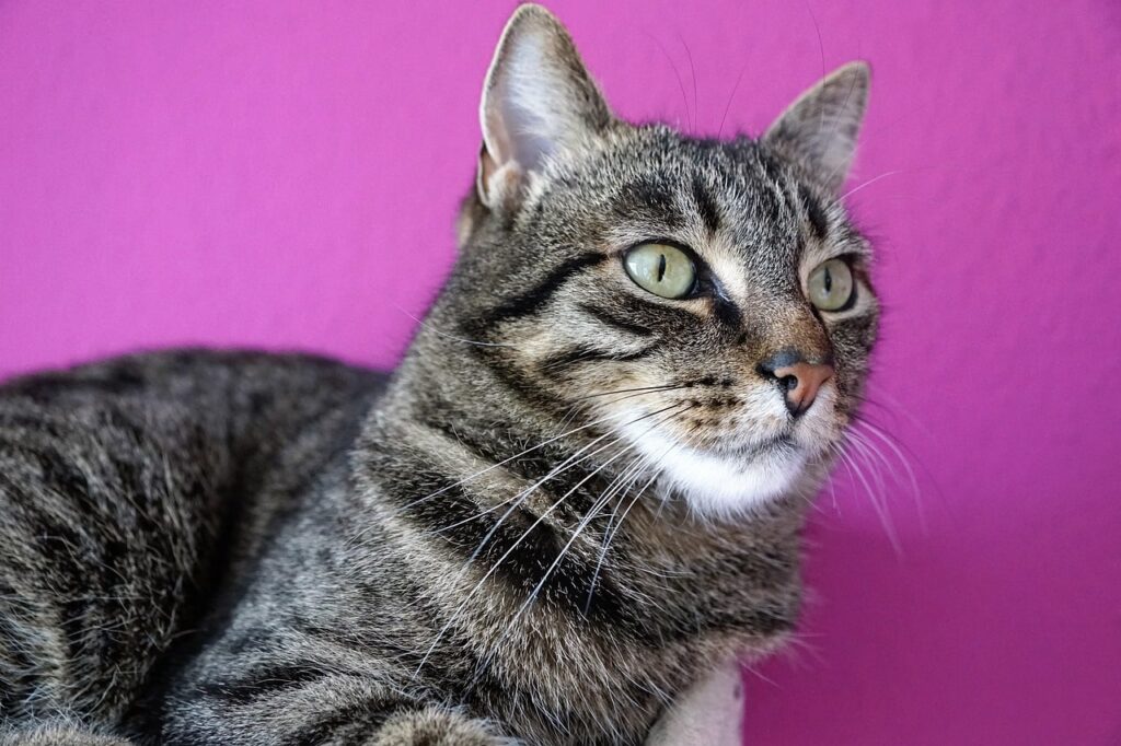 Як відучити кота мітити у квартирі?