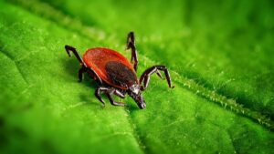 Як захистити своїх улюбленців від іксодових кліщів?